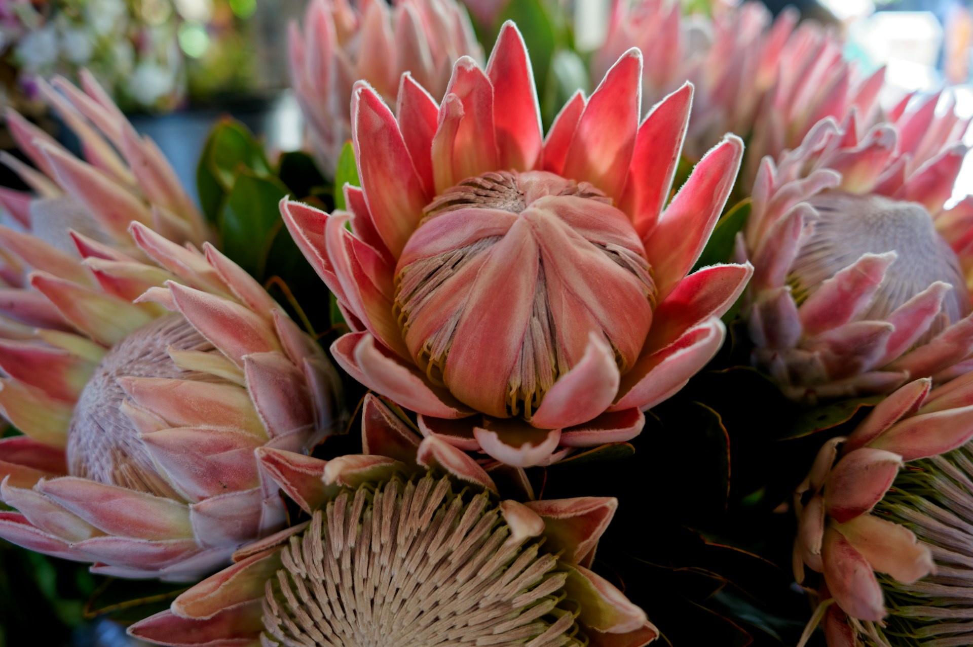 Protea