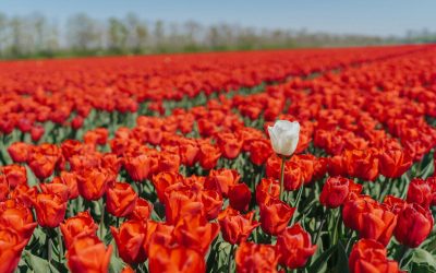 What’s so great about fitting in?